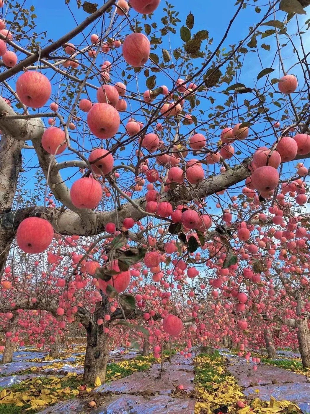 Fuji apples from Shandong.