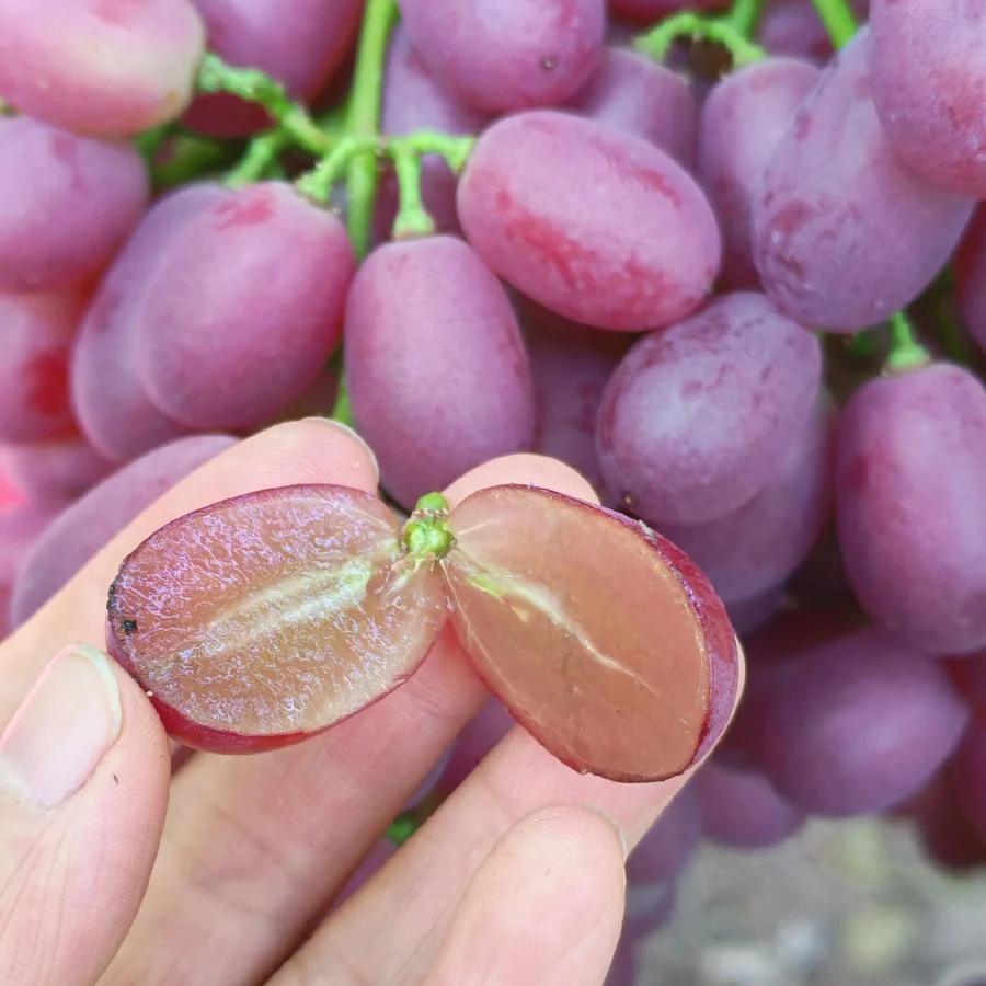 Crimson Seedless grape flesh