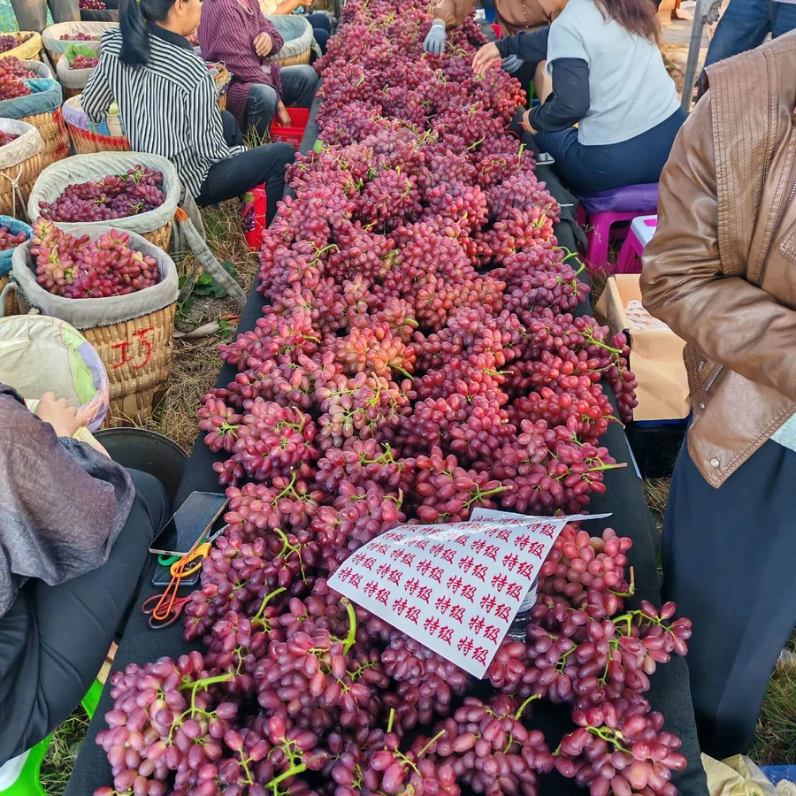Crimson Seedless sorting