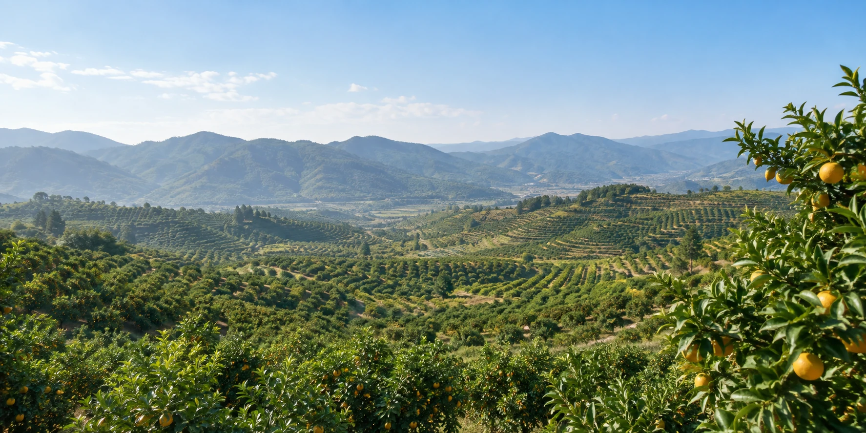 Illustrative panorama of a large citrus grove across rolling hills