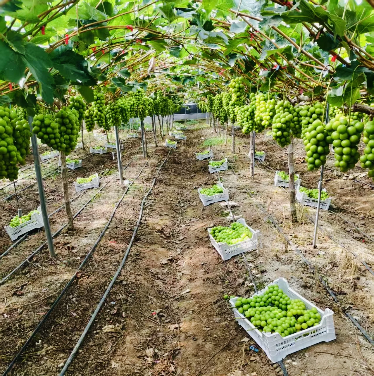 Fresh grape clusters growing on vines