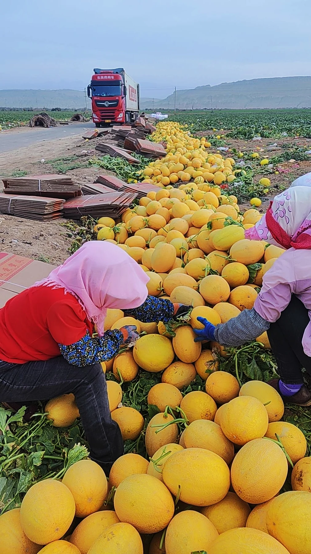 Hami melon harvest in a growing field