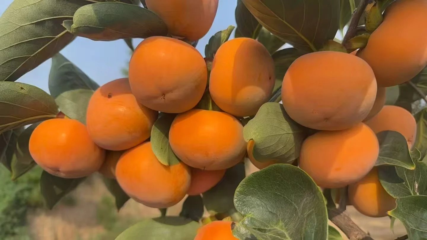 Ripe persimmons hanging on leafy branches