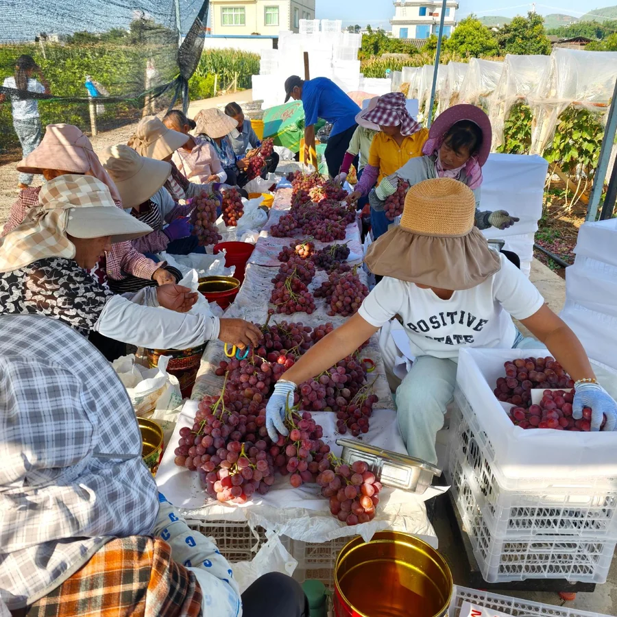 Red Globe sorting and packing