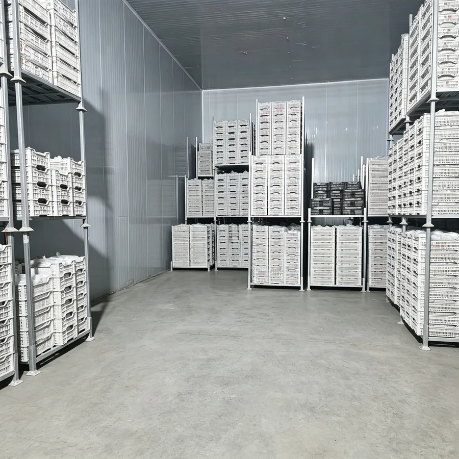 Red Globe cold-room storage
