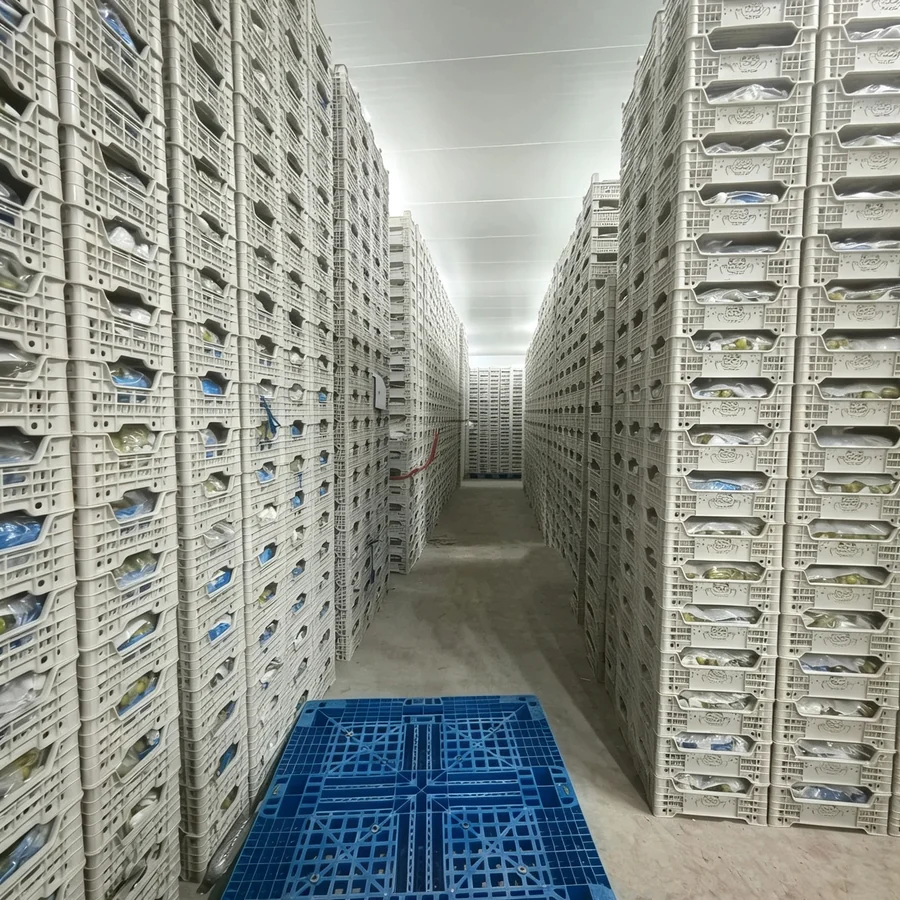Shine Muscat cold-room storage