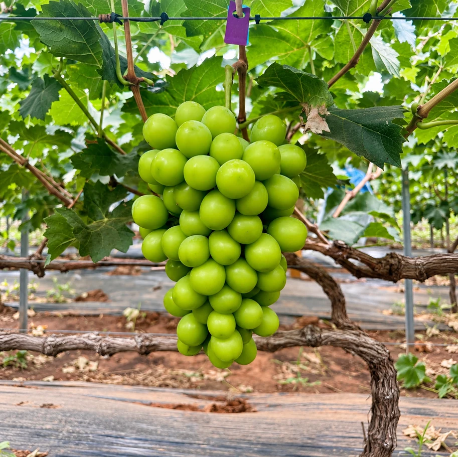 Shine Muscat in an orchard setting