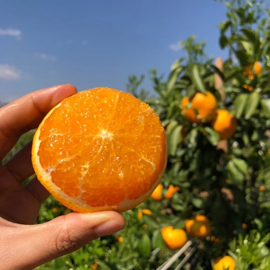 Freshly cut Wogan mandarin