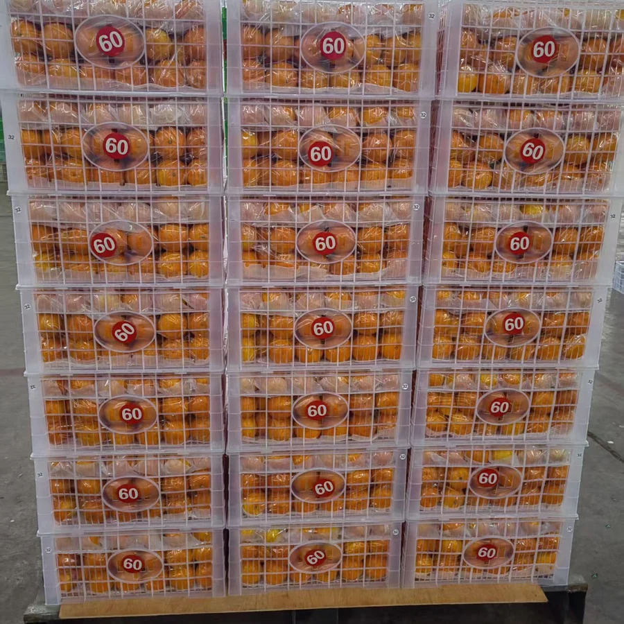 Wogan mandarin export packing