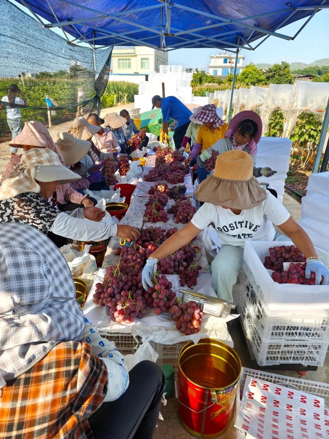 Grape sorting and packing scene