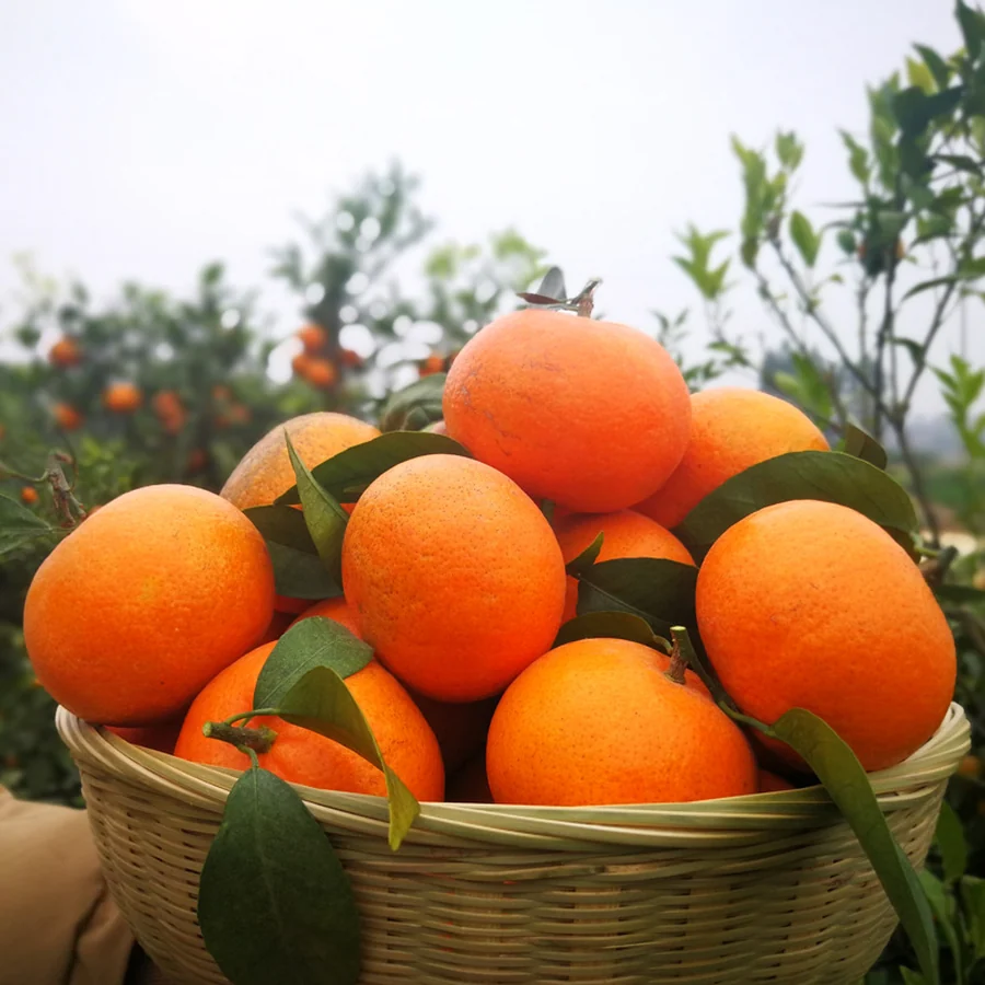 Wogan mandarins in an orchard basket